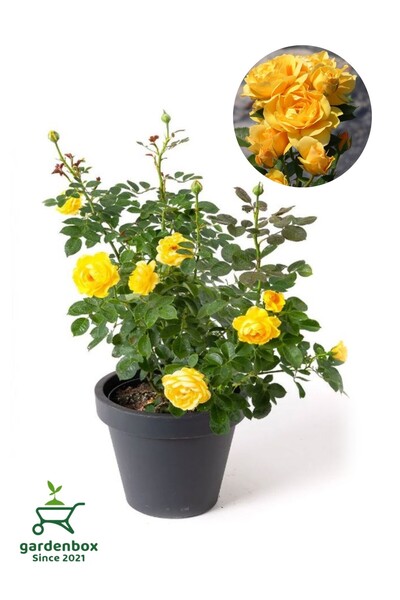 Gardenbox Saksılı Bahçe Gülü Sarı Renk 1 ADET Saksılı 30-50Cm Dış Mekan Bitkisi