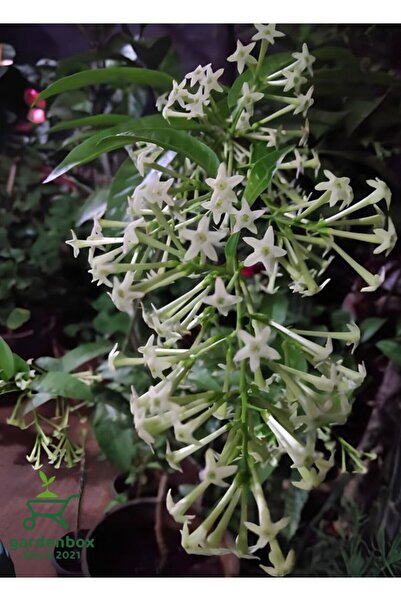 Gardenbox Gece Kokan Melisa Parfüm Çiçeği 1 ADET Saksıda (Cestrum Nocturnum)