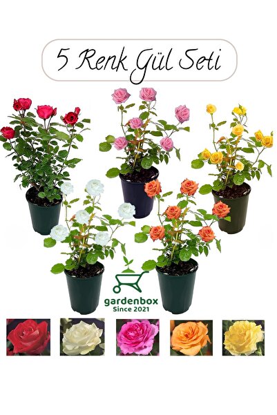 Gardenbox Bahçe Gülü Seti  5 ADET Kokulu Yediveren Gül Kırmızı+Pembe+Sarı+Bey...