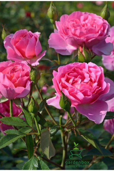 Gardenbox Canlı Kokulu Pembe Renk Gül Fidanı Saksılı Yediveren 30-50Cm