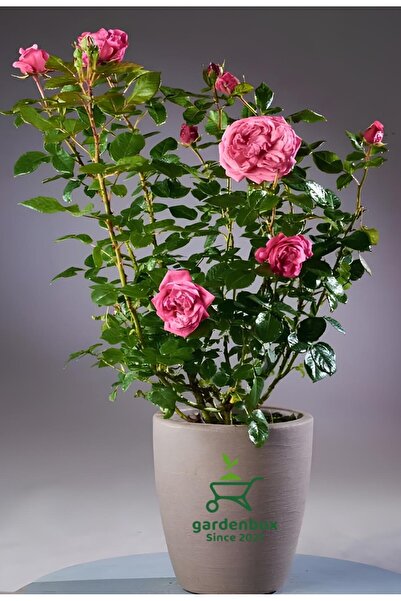 Gardenbox Yediveren Pembe Renk Gül Fidanı 1 ADET Saksılı 30-50Cm