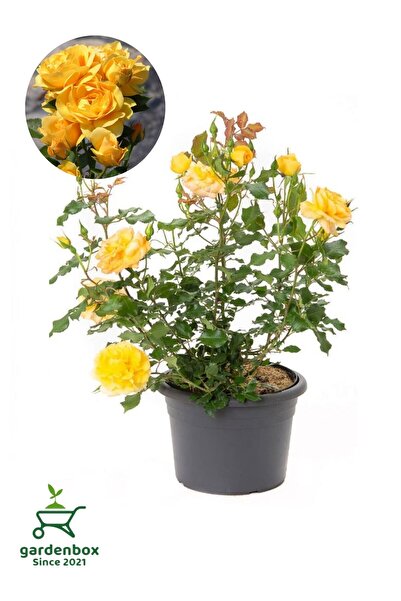 Gardenbox Canlı Saksıda Yediveren Sarı Renk Gül Fidanı 1 Adet 30-50Cm