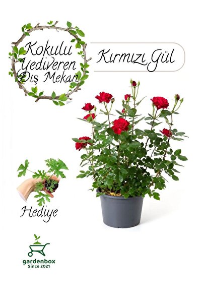 Gardenbox Kırmızı Renk Yediveren Gül Fidanı 30-50Cm+Itır Çiçeği Hediyeli Bahç...
