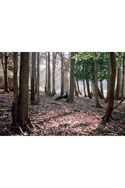 Irem Türkkan Imaginary Memories, 42?x59,4, Beyaz Box Frame, Hahnemühle Photo ...