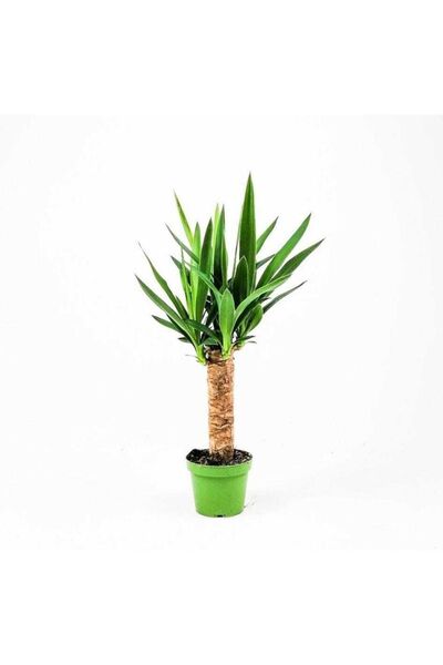 SENA BOTANİK VE ÇİÇEK Tekli Yuka Yucca Jawel Çiçeği Yukka Bitkisi 40-50 cm Sa...