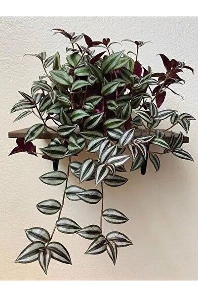 Bitkim Sende Videolu Telgraf Çiçeği Mor Yeşil Renkli 1 Adet Saksılı 10-20cm Iç Mekan Salon Ev Bitkisi