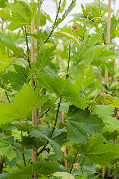 bahçevilya Çınar Fidanı - Bahçenize Doğal Bir Dokunuş 1 Adet Tüplü