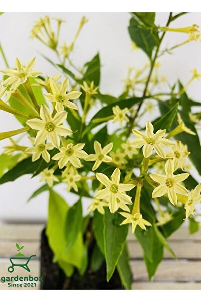 Fragrant Night Smoky Melissa Flower 30-40Cm 1 POTTED