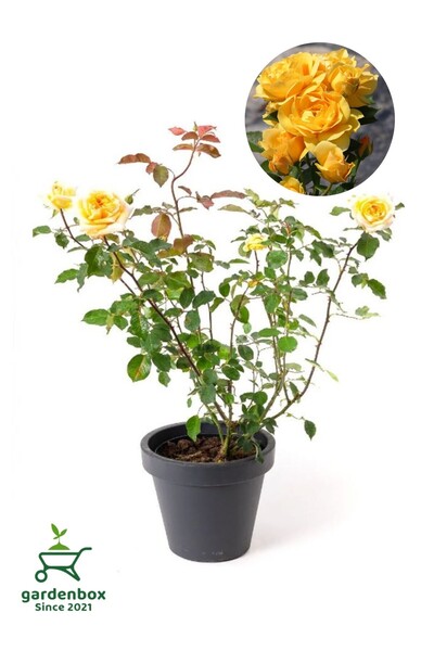Gardenbox Kokulu Yediveren Sarı Renk Gül Fidanı Saksıda Bahçe Bitkisi 30-50Cm
