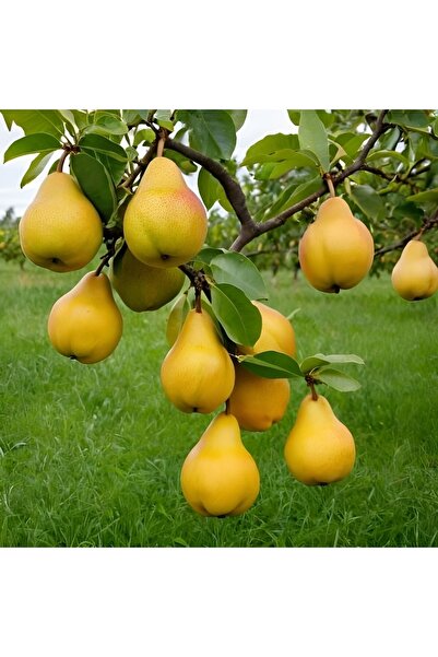 EVİM BAHÇEM Armut Fidanı Santa Maria Tüplü Aşılı (Meyve Verme Yaşındadır) Armut Fidanı 3 Yaş