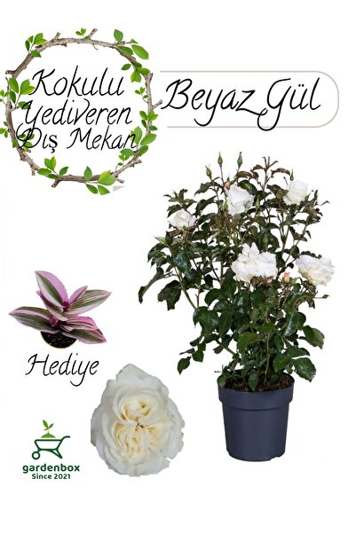 Gardenbox Canlı Beyaz Gül Fidanı Saksıda 30-50cm Pembe Telgraf Çiçeği