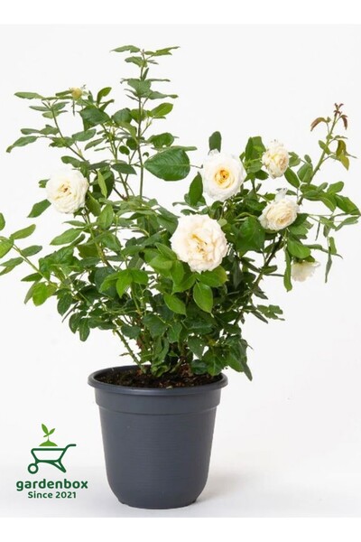 Gardenbox Kokulu Yediveren Beyaz Renk Bahçe Gülü 1 ADET Saksılı 30-50Cm