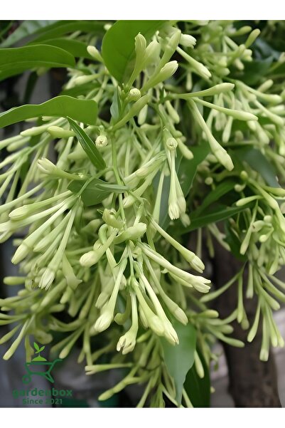 Gardenbox Gece Yasemini (Cestrum Nocturnum) Melisa Çiçeği 1 ADET Saksılı 30-60Cm