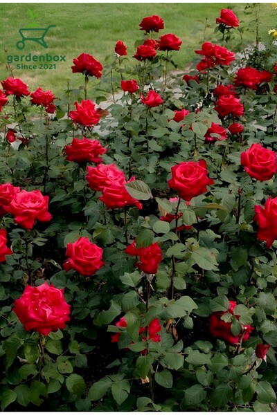 Gardenbox Kırmızı Gül Fidanı Yediveren Salon Gülü 20-40Cm (White Rose)