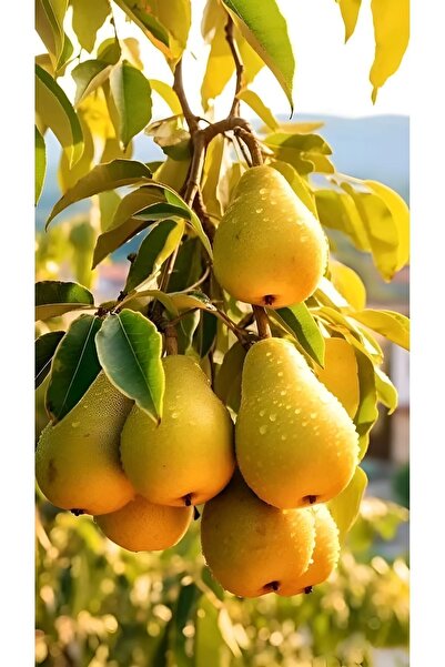 EVİM BAHÇEM Armut Fidanı Santa Maria <Açık kök> Aşılı (Meyve Verme Yaşındadır) Armut Fidanı 3 Yaş