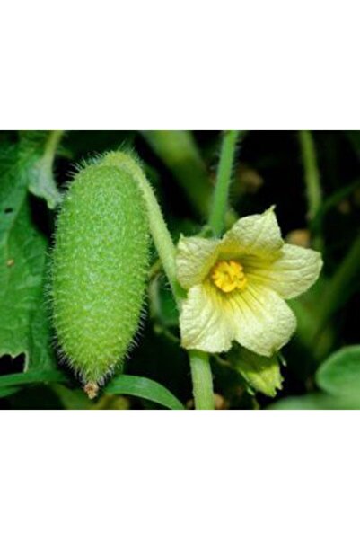 ŞİFAGIDA Acı Kavun Tohumu 25adet Bahçeye Ekmek Içindir