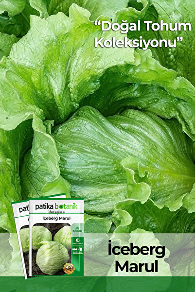 Patika Botanik 750 Adet Ata Tohumu Yerli Iceberg, Göbek Marul