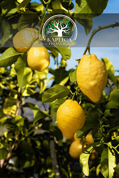 KAPLICA FİDANCILIK Tüplü Yediveren Aşılı Limon Ağacı Fidanı 3 Yaş