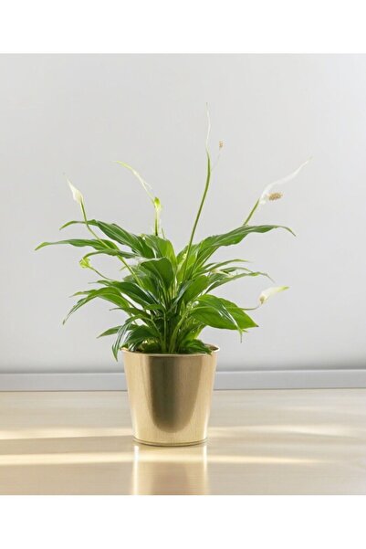 metalshop Gold Renkli Çiçek Ve Bitki Saksısı Çap 22 Cm