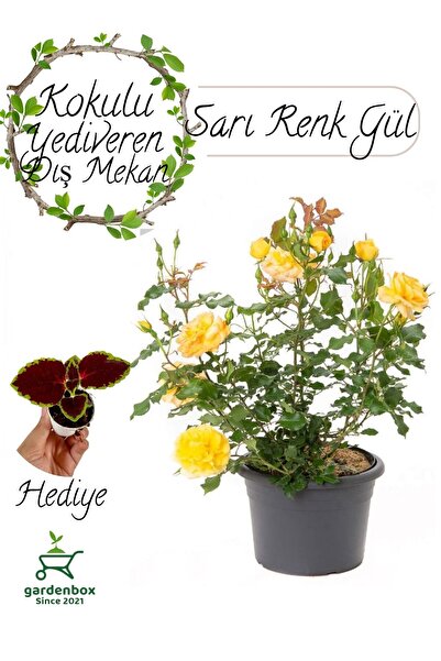 Gardenbox Kokulu Canlı Sarı Gül Fidanı 1 Adet Saksıda Bahçe Çiçeği+ Yaprak Gü...