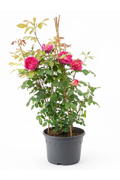 Gardenbox Canlı Saksılı Gül Fidanı Seti  5 ADET Kokulu Gül Pembe+Sarı+Kırmızı+Turuncu+Beyaz 30-50Cm