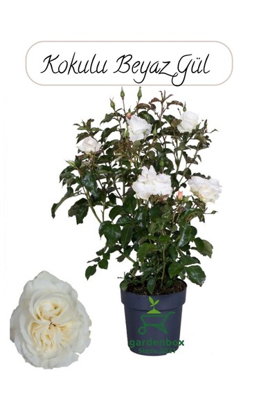 Gardenbox Yediveren Beyaz Renk Gül Çiçeği Fidanı 1 ADET Saksıda 30-50Cm