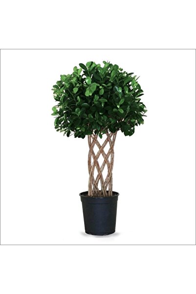BahçemizBurada Ficus Benjamin Örgülü - Benjamina Exotica (140-160 Cm)