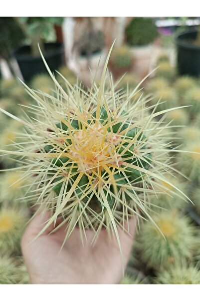 PLANTİS BOTANİK Echinocactus Grusonii Altın Fıçı 8,5 Cm Saksılı Kaktüs