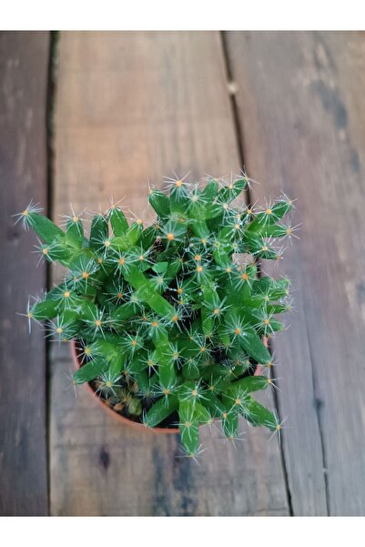 PLANTİS BOTANİK Trichodiadema Densum Schwantes 5,5 cm Saksılı Kaktüs