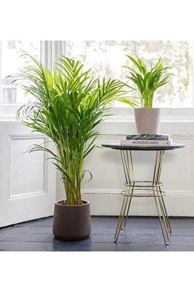 CoolConceptFlower 110-120 Cm Areka Palmiyesi