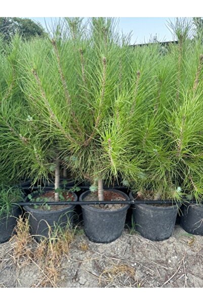 ASES 12 LİTRE SAKSIDA FISTIK ÇAMI FİDANI BOY 100-120CM