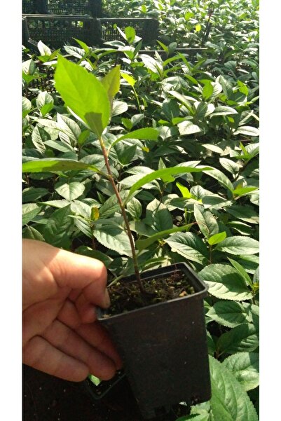 aronya 1 Yaş 6 Adet Fidanı