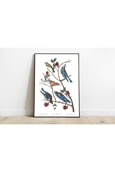 Pegziz Kuş Türleri Sanatsal Duvar Dekorasyon Poster 60x90cm.
