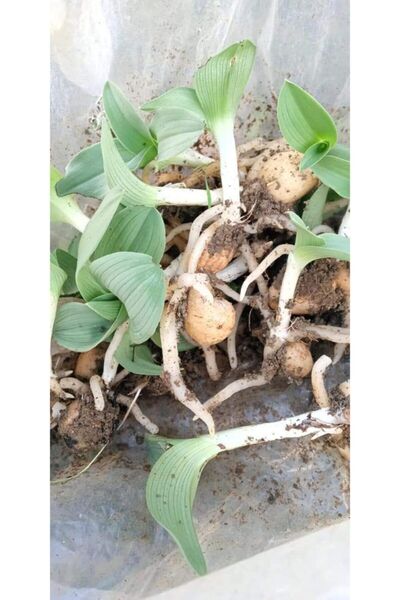 Alanyatropikal Salep Fidesi 5 Adet Fidesi