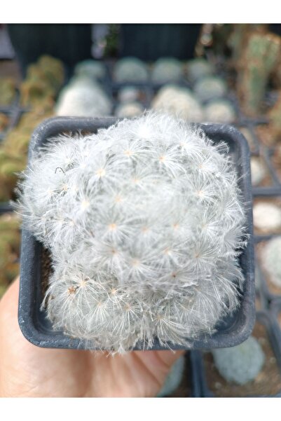 Mammillaria plumosa 9cm saksılı kaktüs