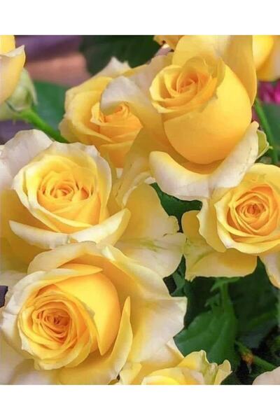 Hınzır Açık Kök Sarı Kokulu Gül Fidanı