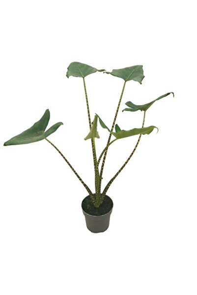 Betonish Alocasia Zebrina (Fil Kulağı)
