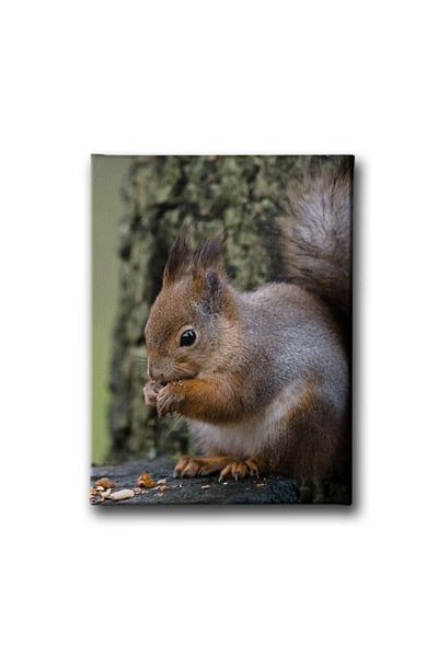 Desenlio Squirrel Canvas Painting