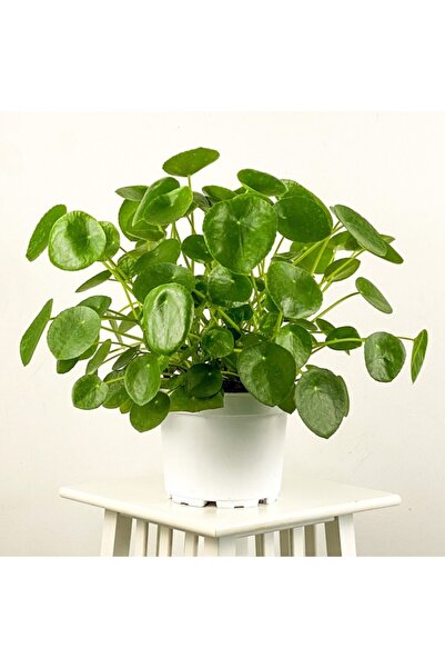 Berceste Peyzaj tasarım Dev Boy Pilea Peperomioides
