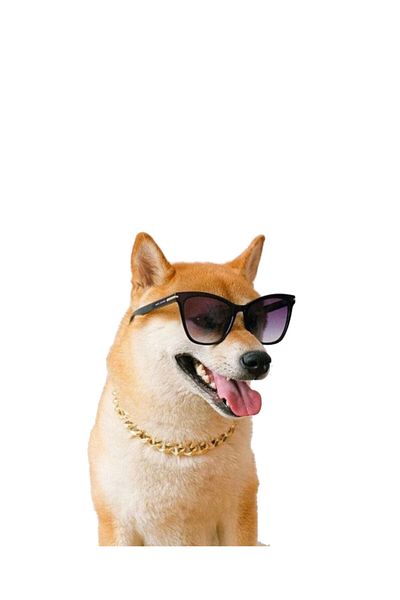 Petbucks Pet Accessories قلادة سلسلة ذهبية على شكل كلب قط Xs 25 سم 2107zkbaykuş