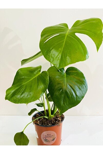 SLD BOTANIK Monstera Deliciosa | Deve Tabanı (İTHAL) 15cm Ø H:70