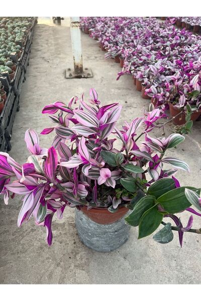 BotanikBahçem Tradescantia Zebrina Telgraf Çiçeği 19 Cm Saksı Çapı