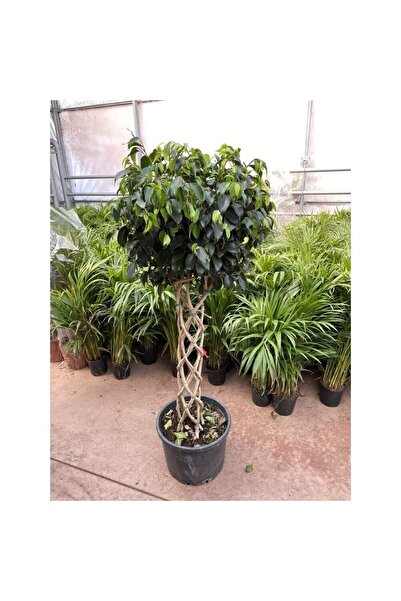 CoolConceptFlower Örgülü Benjamin