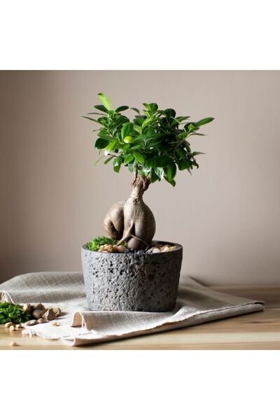 CoolConceptFlower Ficus Masa Bonsai