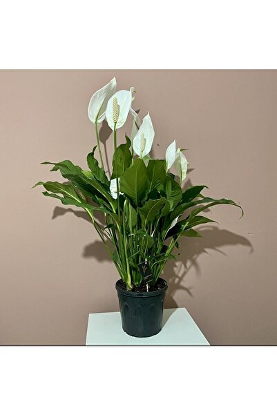 CoolConceptFlower Barış Çiçeği 90-100 Cm