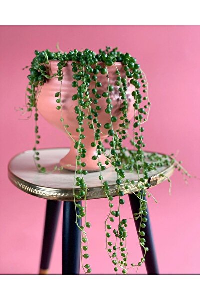 CoolConceptFlower Tam Yuvarlak Tesbih Çiçeği Xl