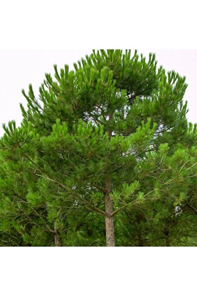Scuba Peanut Pine Sapling (Pine Nut Giving Tree)