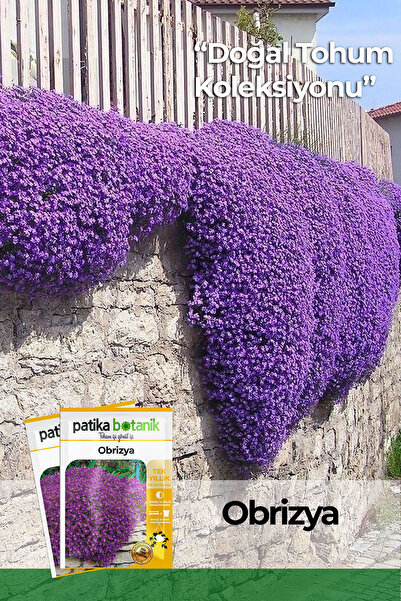 Patika Botanik 100 Adet Obrizya Çiçek Tohumu (Aubrieta)