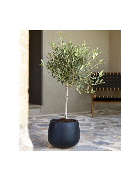 CoolConceptFlower Zeytin Ağacı Bonsai