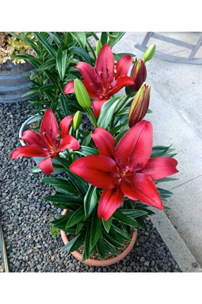 GARDENYA TOHUMCULUK 2 Adet Bordo Renkli Zambak Çiçeği Soğanı